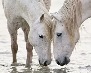 Horses Collection: Two white horses of the Camargue, head to head at water, Camargue, Southern France