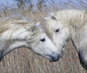 Two white horses of the Camargue, interacting, greeting head to head in marshes, Camargue Two white horses of the Camargue, interacting, greeting head to head in marshes, Camargue