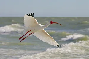 White ibis (Eudocimus albus) in flight, Fort Myers Beach, Gulf Coast, Florida, USA, March White ibis (Eudocimus albus) in flight, Fort Myers Beach, Gulf Coast, Florida, USA, March