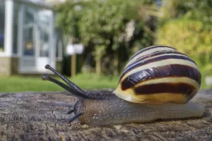 White-lipped snail (Cepaea hortensis) crawling over an oak sleeper retaining a garden White-lipped snail (Cepaea hortensis) crawling over an oak sleeper retaining a garden