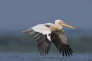 White pelican (Pelecanus onocrotalus) in flight, Lake Belau, Moldova, June White pelican (Pelecanus onocrotalus) in flight, Lake Belau, Moldova, June