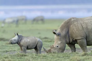 White rhino (Ceratotherium simum) mother and baby grazing, Nakuru National Park, Kenya White rhino (Ceratotherium simum) mother and baby grazing, Nakuru National Park, Kenya