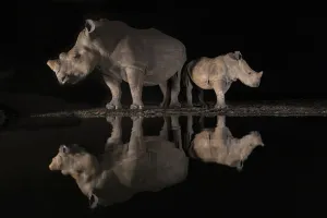 White rhino (Ceratotherium simum) female and calf looking in opposite directions White rhino (Ceratotherium simum) female and calf looking in opposite directions
