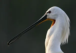White spoonbill (Platalea leucorodia) portrait, Pusztaszer, Hungary, May 2008 White spoonbill (Platalea leucorodia) portrait, Pusztaszer, Hungary, May 2008