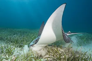 White spotted eagle ray (Aetobatus narinari) feeding by digging in the sand and seagrass White spotted eagle ray (Aetobatus narinari) feeding by digging in the sand and seagrass
