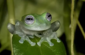 White-spotted leaf frog (Cochranella albomaculata) captive, from Central America White-spotted leaf frog (Cochranella albomaculata) captive, from Central America