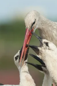 White stork (Ciconia ciconia) feeding three chicks, Prypiat area, Turov, Belarus White stork (Ciconia ciconia) feeding three chicks, Prypiat area, Turov, Belarus