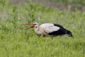 White stork (Ciconia ciconia) feeding on earthworm, Rusne, Nemunas Regional Park White stork (Ciconia ciconia) feeding on earthworm, Rusne, Nemunas Regional Park