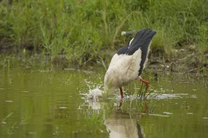 White Stork (Ciconia ciconia) with head underwater, feeding, Bulgaria, May 2008 White Stork (Ciconia ciconia) with head underwater, feeding, Bulgaria, May 2008