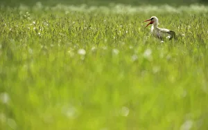 White stork (Ciconia ciconia) in long grass calling, Kurmene, Latvia, June 2009 White stork (Ciconia ciconia) in long grass calling, Kurmene, Latvia, June 2009