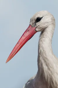White stork (Ciconia ciconia) portrait, Prypiat area, Turov, Belarus, June 2009 White stork (Ciconia ciconia) portrait, Prypiat area, Turov, Belarus, June 2009