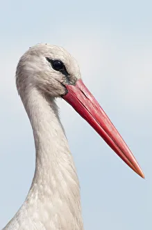 White stork (Ciconia ciconia) portrait, Prypiat area, Turov, Belarus, June 2009 White stork (Ciconia ciconia) portrait, Prypiat area, Turov, Belarus, June 2009