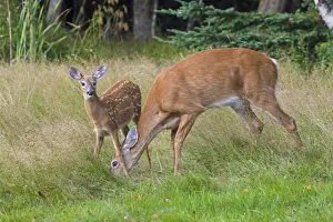 White-tailed Deer (Odocoileus virginianus) mother and fawn, Acadia National Park, Maine White-tailed Deer (Odocoileus virginianus) mother and fawn, Acadia National Park, Maine