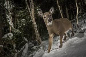White-tailed deer (Odocoileus virginianus) camera trap image, New Brunswick, Canada White-tailed deer (Odocoileus virginianus) camera trap image, New Brunswick, Canada