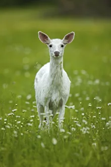 White-tailed deer (Odocoileus virginianus), leucistic white doe, New York, USA, June White-tailed deer (Odocoileus virginianus), leucistic white doe, New York, USA, June