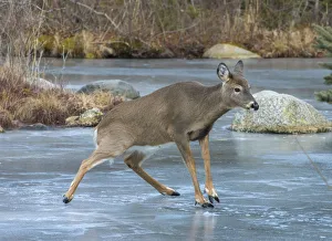 White-tailed Deer (Odocoileus virginianus) sliding on ice White-tailed Deer (Odocoileus virginianus) sliding on ice