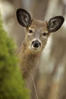 White-tailed deer (Odocoileus virginianus) doe. New York, USA, November White-tailed deer (Odocoileus virginianus) doe. New York, USA, November