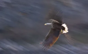 White-tailed eagle (Haliaeetus albicilla) in flight, Norway, April White-tailed eagle (Haliaeetus albicilla) in flight, Norway, April