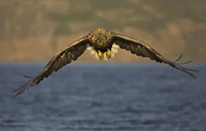White tailed Sea Eagle (Haliaeetus albicilla) in flight, Norway, July White tailed Sea Eagle (Haliaeetus albicilla) in flight, Norway, July