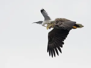 White-tailed Sea Eagle (Haliaeetus albicilla) being attacked by a Common Gull (Larus White-tailed Sea Eagle (Haliaeetus albicilla) being attacked by a Common Gull (Larus