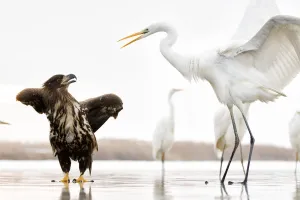 White tailed sea eagle (Haliaeetus albicilla) interacting with Great egret (Ardea alba White tailed sea eagle (Haliaeetus albicilla) interacting with Great egret (Ardea alba