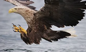 White-tailed sea eagle (Haliaetus albicilla) about to take fish from water, Flatanger White-tailed sea eagle (Haliaetus albicilla) about to take fish from water, Flatanger
