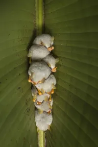 White tent making bat (Ectophylla alba) roosting in tree, La Selva Field Station White tent making bat (Ectophylla alba) roosting in tree, La Selva Field Station