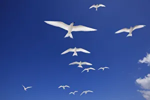 White terns (Gygis alba) flock in flight overhead, Christmas Island / Kiritimati White terns (Gygis alba) flock in flight overhead, Christmas Island / Kiritimati
