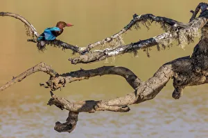 White-throated kingfisher (Halcyon smyrnensis) Yala National Park, Southern Province White-throated kingfisher (Halcyon smyrnensis) Yala National Park, Southern Province