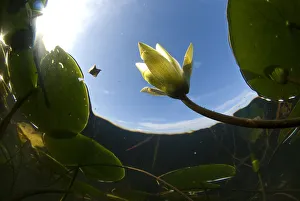 White water lily (Nymphea alba) in flower, viewed from below the surface, Lake Skadar White water lily (Nymphea alba) in flower, viewed from below the surface, Lake Skadar