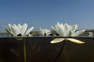 White waterlily (Nymphaea alba) in a peat bog lake, De Weerribben-Wieden National Park, Holland White waterlily (Nymphaea alba) in a peat bog lake, De Weerribben-Wieden National Park, Holland