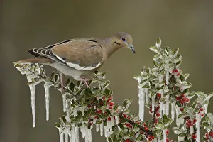 White-winged Dove (Zenaida asiatica), adult perched on icy branch of Yaupon Holly White-winged Dove (Zenaida asiatica), adult perched on icy branch of Yaupon Holly