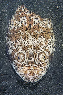 Whitemargin stargazer (Uranoscopus sulphureus) sets an ambush in the sand at night Whitemargin stargazer (Uranoscopus sulphureus) sets an ambush in the sand at night
