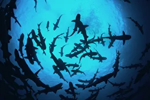 Whitetip reef sharks (Triaenodon obesus) pack silhouetted following scent trail in water Whitetip reef sharks (Triaenodon obesus) pack silhouetted following scent trail in water