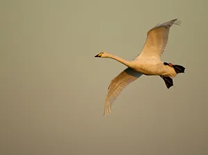 Whooper Swan (Cygnus cygnus) in flight. Caerlaverock WWT, Scotland, Solway, UK, January Whooper Swan (Cygnus cygnus) in flight. Caerlaverock WWT, Scotland, Solway, UK, January