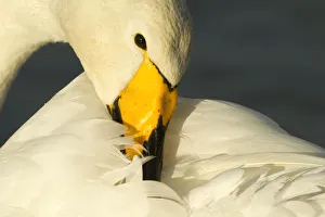 Whooper Swan (Cygnus cygnus) preening, Caerlaverock WWT, Scotland, Solway, UK, January Whooper Swan (Cygnus cygnus) preening, Caerlaverock WWT, Scotland, Solway, UK, January