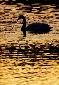 Whooper swan (cygnus cygnus) silhouette at sunrise, Loch Insh, Cairngorms NP, Kincraig Whooper swan (cygnus cygnus) silhouette at sunrise, Loch Insh, Cairngorms NP, Kincraig