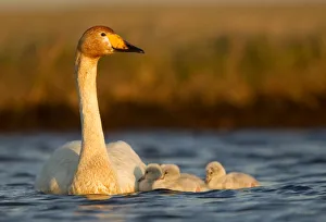 Whooper Swan (Cygnus cygnus) on water with cygnets. Iceland, June Whooper Swan (Cygnus cygnus) on water with cygnets. Iceland, June