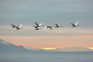Whooper swans (Cygnus cygnus), flying at sunset, Caerlaverock Wildfowl & Wetland Trust WWT Whooper swans (Cygnus cygnus), flying at sunset, Caerlaverock Wildfowl & Wetland Trust WWT