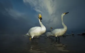 Whooper swans (Cygnus cygnus) in misty hot springs, Lake Kussharo, Hokkaido, Japan, February Whooper swans (Cygnus cygnus) in misty hot springs, Lake Kussharo, Hokkaido, Japan, February