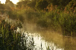 Wicken Lode (waterway), Wicken Fen, Cambridgeshire, UK, June 2011 Wicken Lode (waterway), Wicken Fen, Cambridgeshire, UK, June 2011