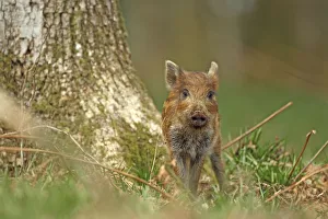 Wild boar piglet (Sus scrofa), Forest of Dean, Gloucestershire, England, UK, April Wild boar piglet (Sus scrofa), Forest of Dean, Gloucestershire, England, UK, April