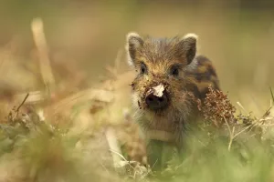 Wild boar piglet (Sus scrofa) with leaf stuck on its nose, Forest of Dean, Gloucestershire Wild boar piglet (Sus scrofa) with leaf stuck on its nose, Forest of Dean, Gloucestershire