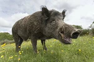 Boar Collection: Wild boar (Sus scrofa), captive, UK, June