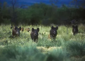 Wild boar (Sus scrofa) eyes glowing at dusk, introduced species in La Pampa, Argentina Wild boar (Sus scrofa) eyes glowing at dusk, introduced species in La Pampa, Argentina