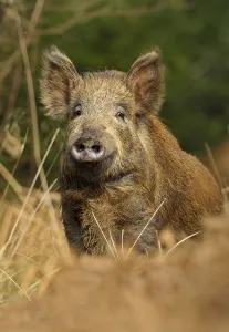 Wild boar (Sus scrofa) female, Forest of Dean, Gloucestershire, UK, March Wild boar (Sus scrofa) female, Forest of Dean, Gloucestershire, UK, March
