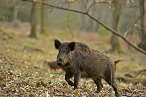Wild boar (Sus scrofa) female moving through forest, defensive of piglets, Forest of Dean Wild boar (Sus scrofa) female moving through forest, defensive of piglets, Forest of Dean