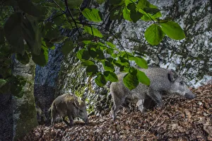 Wild boar (Sus scrofa) mother and piglets, camera trap image trap, Jura Mountains Wild boar (Sus scrofa) mother and piglets, camera trap image trap, Jura Mountains