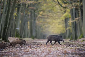 Wild Boar (Sus Scrofa) with piglets in forest of Rambouillet, near Paris, France. Autumn Wild Boar (Sus Scrofa) with piglets in forest of Rambouillet, near Paris, France. Autumn