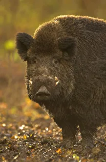 Wild Boar (Sus scrofa) portrait in afternoon light. Holland, Europe, November Wild Boar (Sus scrofa) portrait in afternoon light. Holland, Europe, November